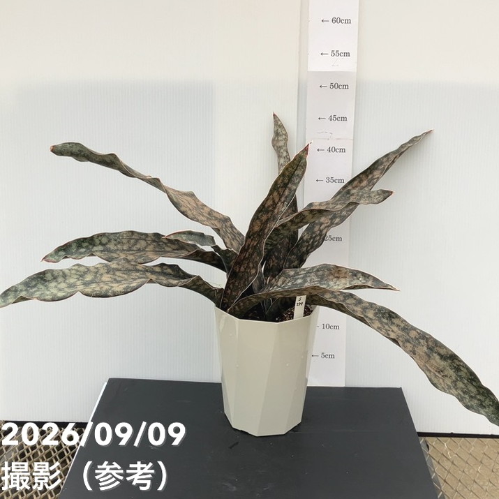 【現品お届け】サンスベリア 6号 コパトーン(S244)|観葉02-D2