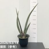 現品お届け】豊明園 万年青 オモト 関白 陶器鉢（O15）｜観葉10-TU