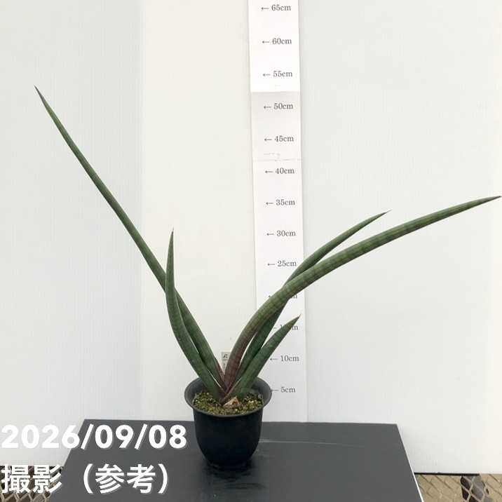 【現品お届けレア】サンスベリア 4号 パープルソード プラ鉢（S245）｜観葉02-D2