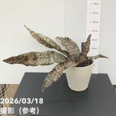 現品お届け】ブーファン ハエマンソイデス 5号（3）｜観葉10-TU | 観葉