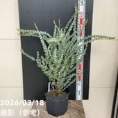 観葉植物♡ドラセナ ワーネッキー【ジェイドジュエル】 ドラセナ・ジェードジュエル - 株式会社山田農園