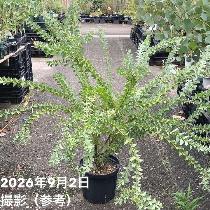 三角葉アカシア 7号｜花木04-PA