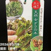 オリーブ ひなかぜ 3.5号 さらにお得な4株セット｜果樹01-D1 | 花木
