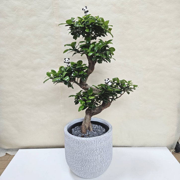 パンダガジュマル