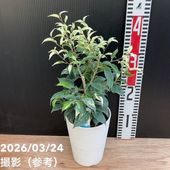 トックリラン（ノリナ） 7号浅鉢｜観葉01-D1 | 観葉・多肉 | 赤塚