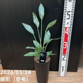 ドラセナ ゴールディアナ 5号｜観葉04-PA | 観葉・多肉 | 赤塚植物園