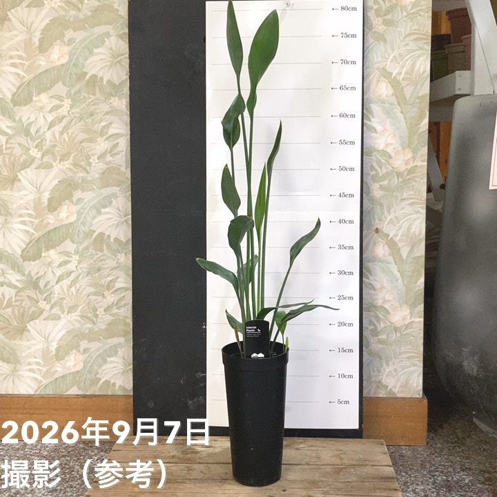 ストレリチア ユンケア 3.5号ロング|観葉04-PA