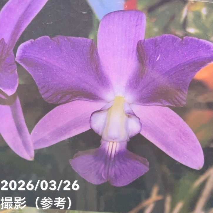 ブルーカトレア