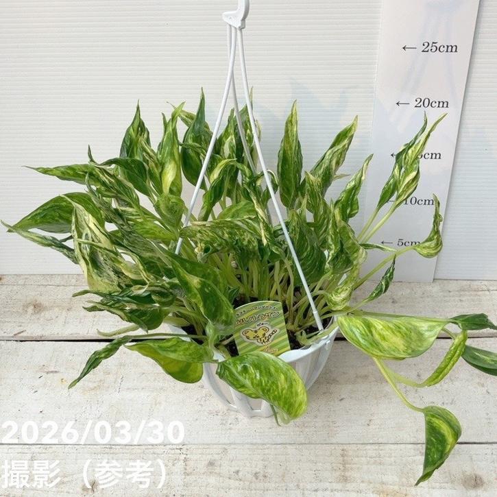 ポトス テルノトラサン