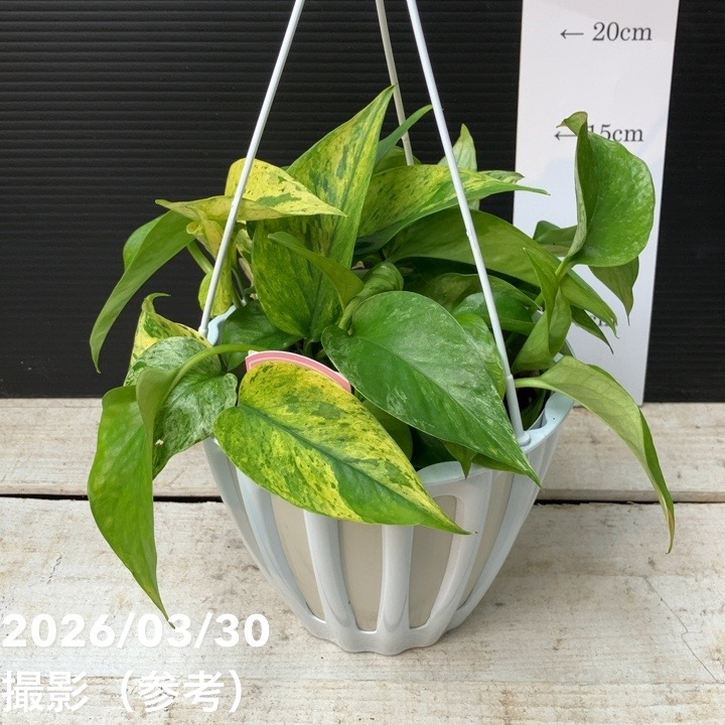 ポトス テルノシャララ