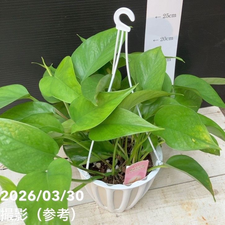 ポトス テルノミッドナイト