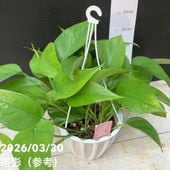 フレボディウム ブルースター 5号｜観葉04-PA | 観葉・多肉 | 赤塚