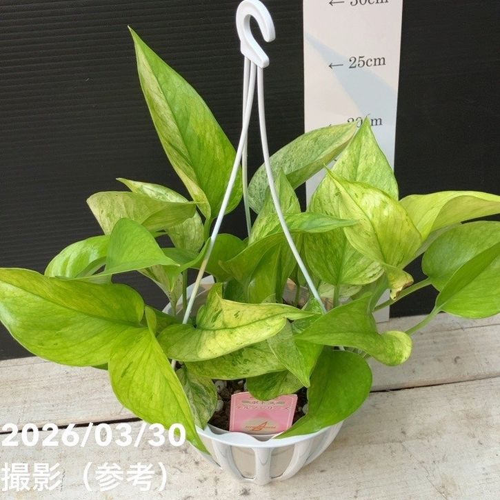 ポトス テルノ プレシャス