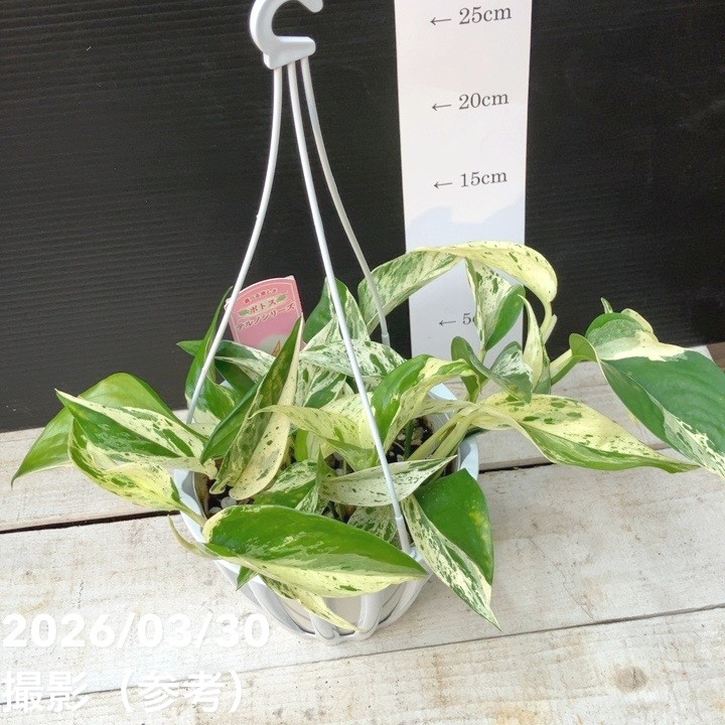 ポトス テルノ ファンファーレ