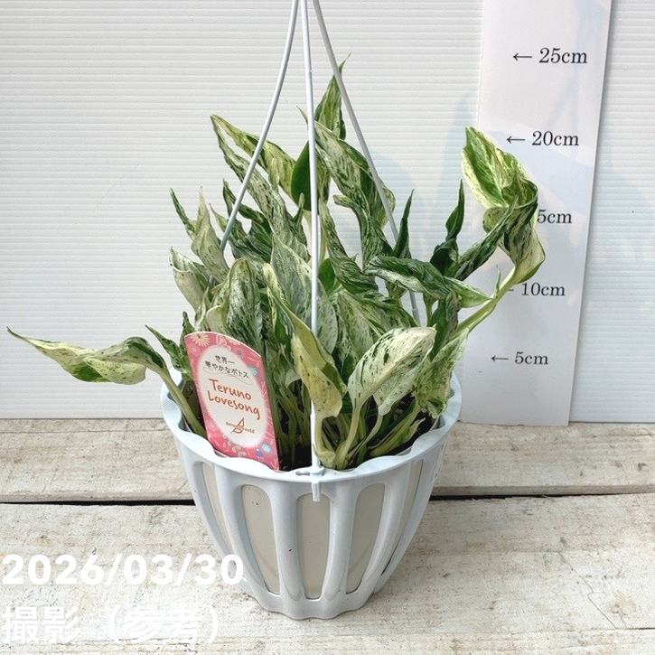 ポトス テルノラブソング