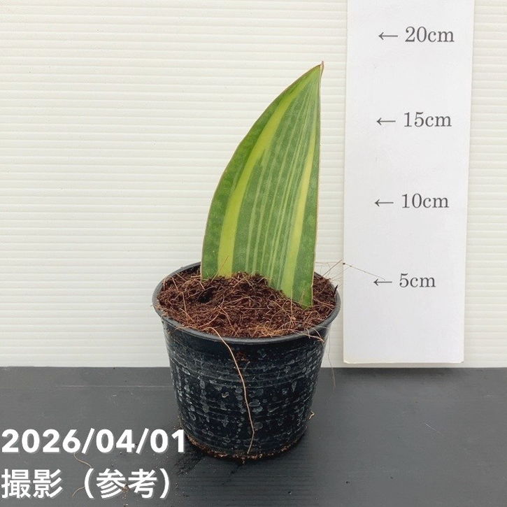 【65周年記念セール】サンスベリア 3.5号 マッソニアナ バリエガータ 斑入り 生産鉢仕様｜観葉02-D2