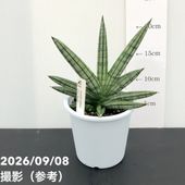 サンスベリア 3.5号角鉢 サムライドワーフ Samurai dwalf 9cmポット