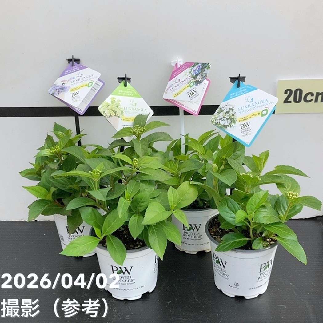 【まとめ買い！】PW ラグランジア 3.5号 4品種セット｜花木10-TU