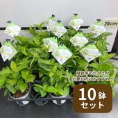 一点物】堀切園 クリスマスローズ ウィンターシンフォニー グリーン