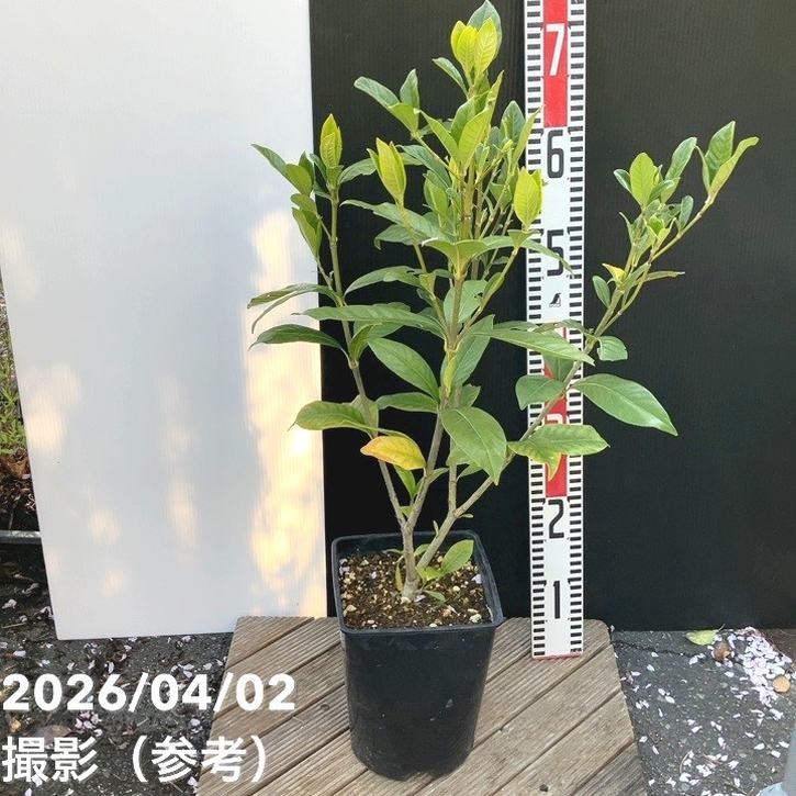 ゴールドガーデニア