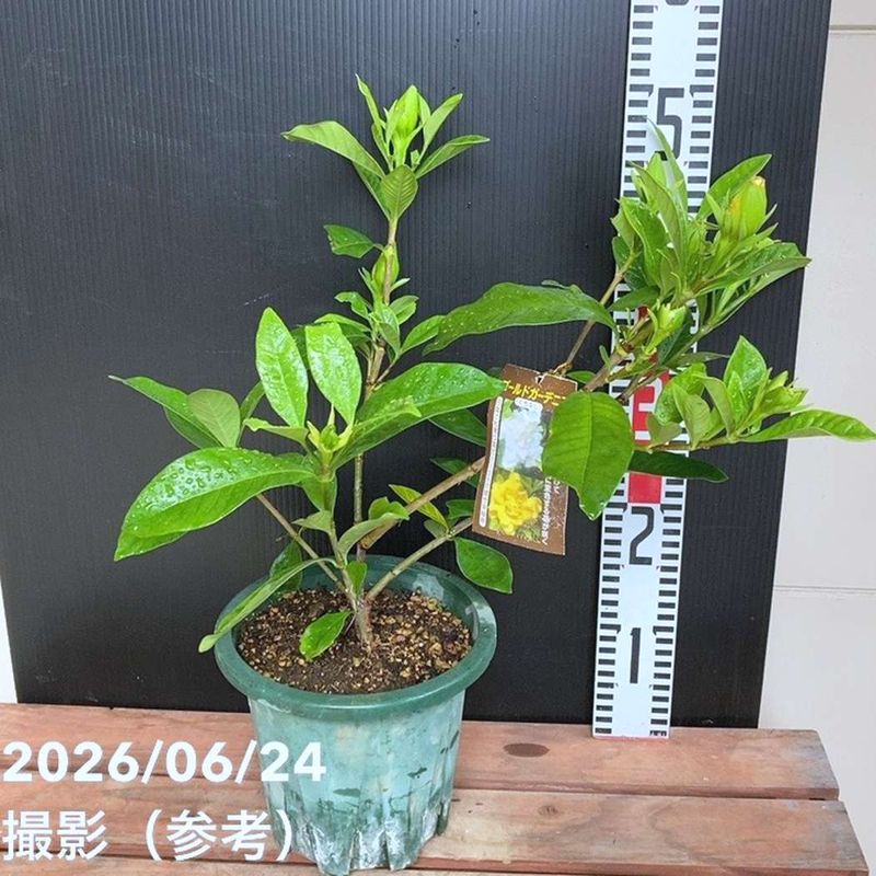 □キーワードから探す,珍しい,珍しい花木の購入なら赤塚植物園 □キーワードから探す,珍しい,珍しい花木の購入なら赤塚植物園