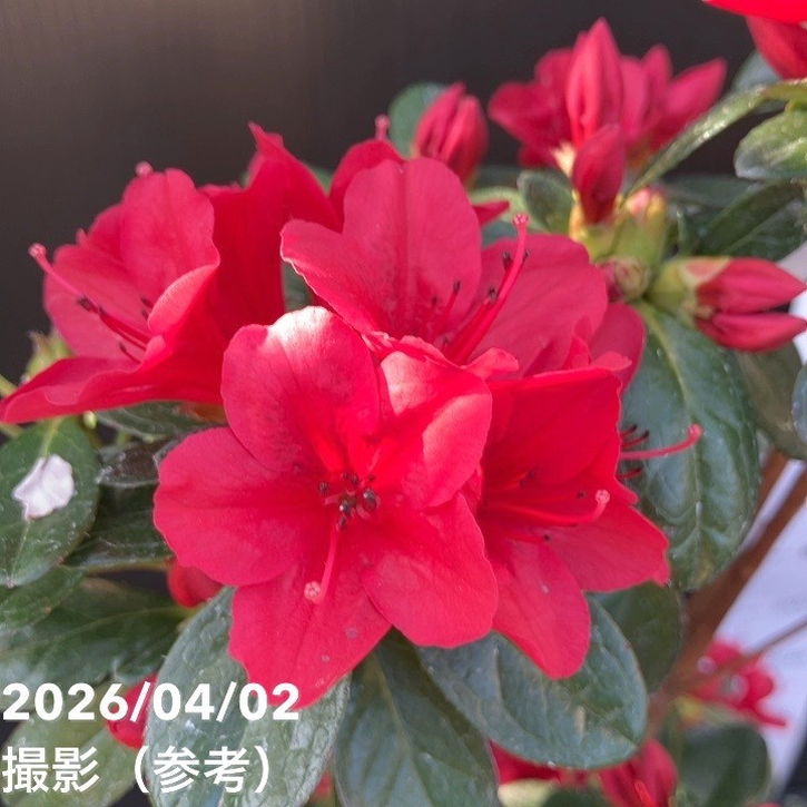 久留米ツツジ ウォレッシュルビー