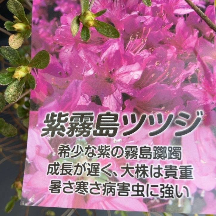 紫霧島ツツジ 7号｜花木04-PA