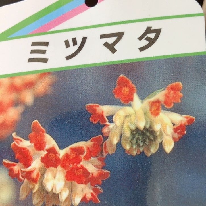 ミツマタ 赤花 根巻き苗｜花木04-PA