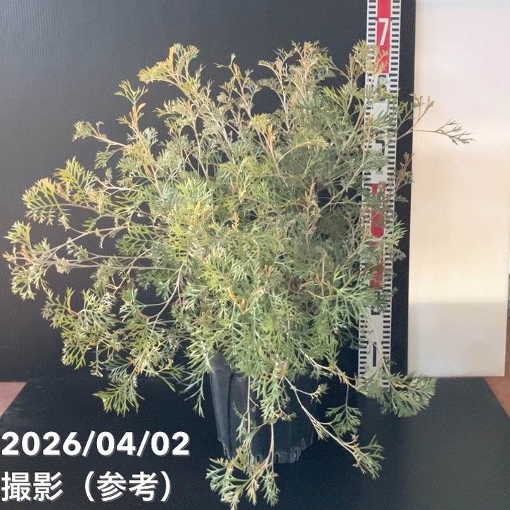 グレビレア クリームパッション