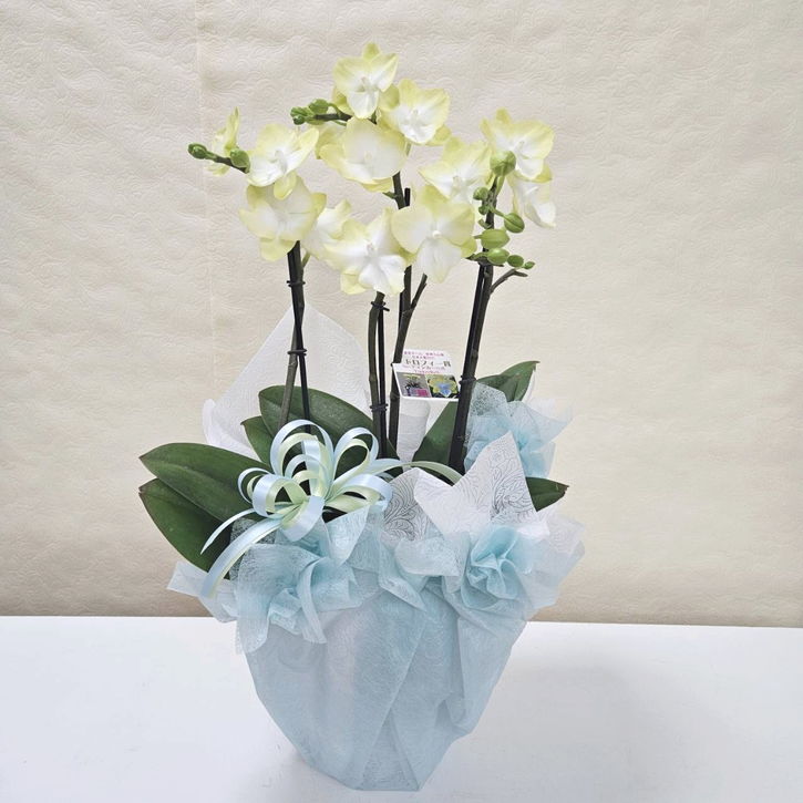 胡蝶蘭 ティンカーベル 3本立｜手作04-PA