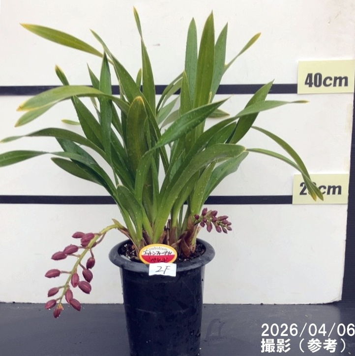 ＜まもなく開花 花芽2個＞フォアゴットンフルーツ 5.5号｜ミツバチ蘭｜洋蘭10-TU