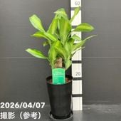 キンリョウヘン6号鉢　花芽10本 キンリョウヘン6号鉢花芽10本 (M' ys) 研究学園の家庭用品