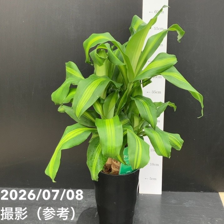 【お買い得！】幸福の木 6号 黒鉢 受け皿付き｜観葉10-TU