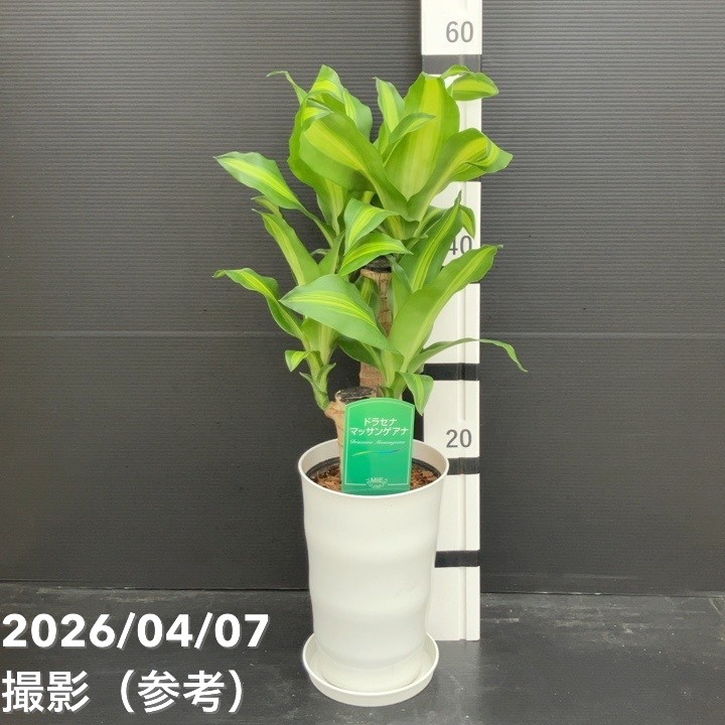 幸福の木 6号 白鉢｜観葉10-TU