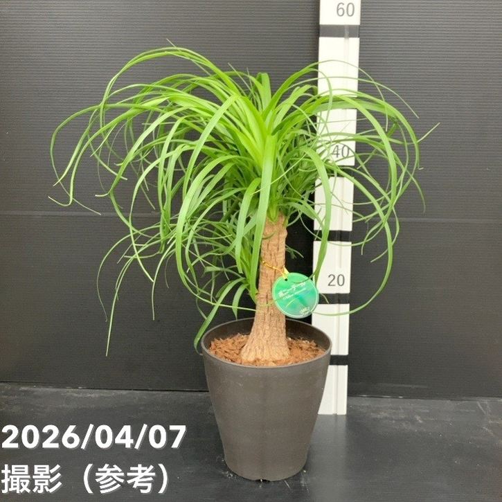 トックリラン ポニーテール 6号｜観葉04-PA