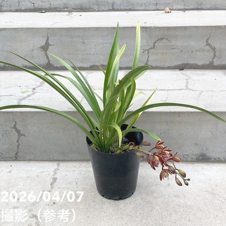 ＜花芽1個＞キンリョウヘン 4号充実株｜SA｜ミツバチ蘭｜洋蘭10-TU