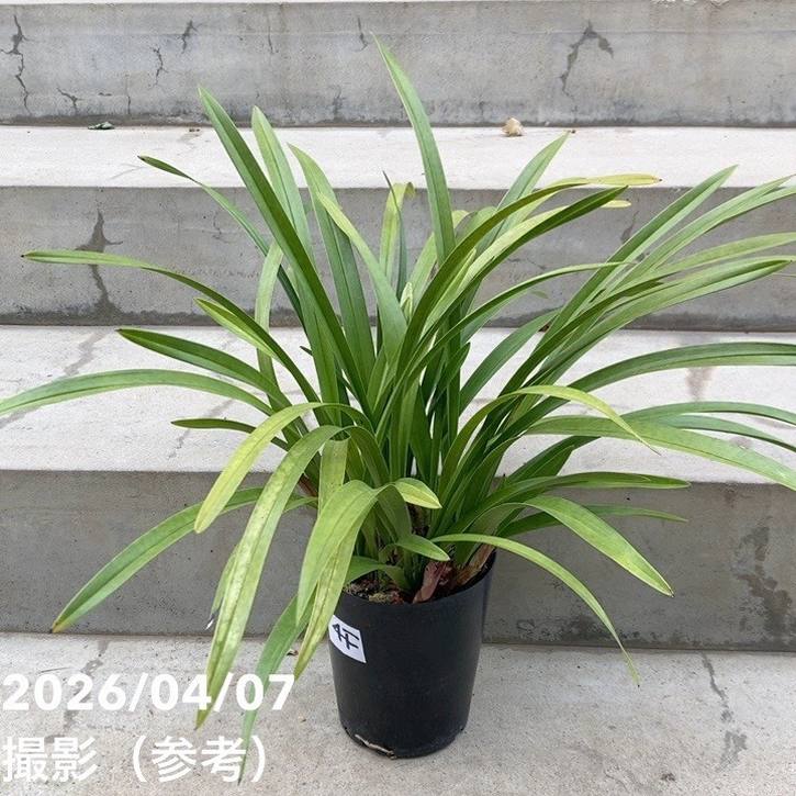 ＜花芽4個＞キンリョウヘン 4号充実株｜SA｜ミツバチ蘭｜洋蘭10-TU