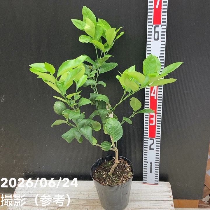 果樹,柑橘,レモンの購入なら赤塚植物園オンライン 花の音｜花苗