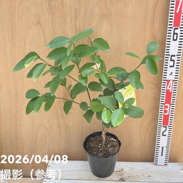 果樹,柑橘,レモンの購入なら赤塚植物園オンライン 花の音｜花苗