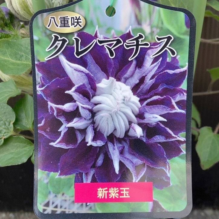 八重咲きクレマチス 新紫玉（シンシギョク）4号｜草花04-PA