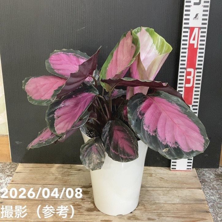 カラテア パープルローズ 5号｜観葉04-PA