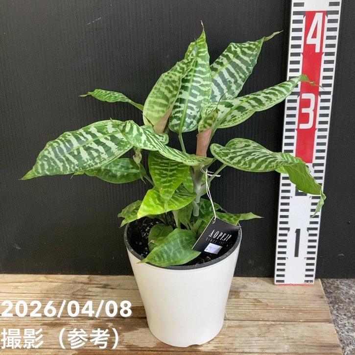 ドラセナ ゴールディアナ 5号｜観葉04-PA