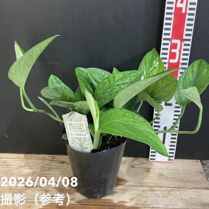 モンステラ ジェイドシャトルコック 4.5号｜観葉04-PA