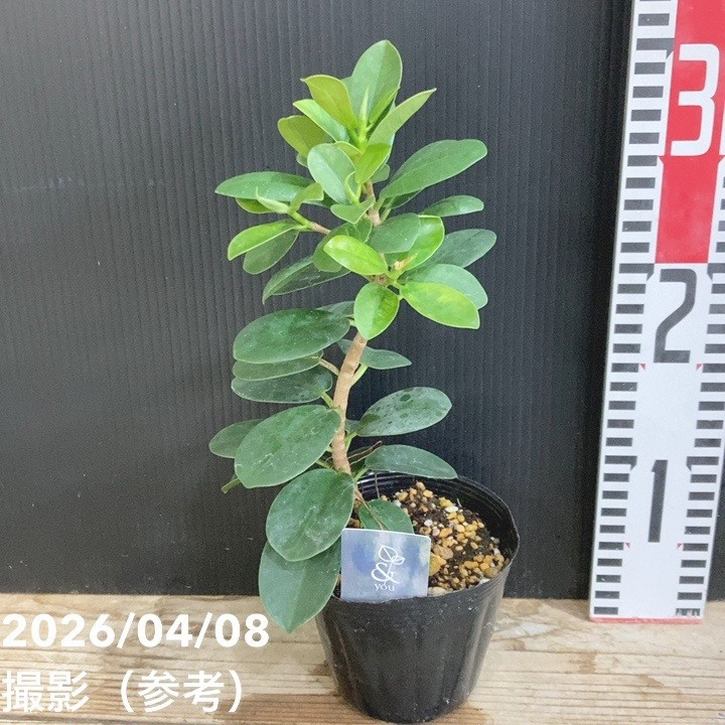 パンダガジュマル 4号｜観葉04-PA