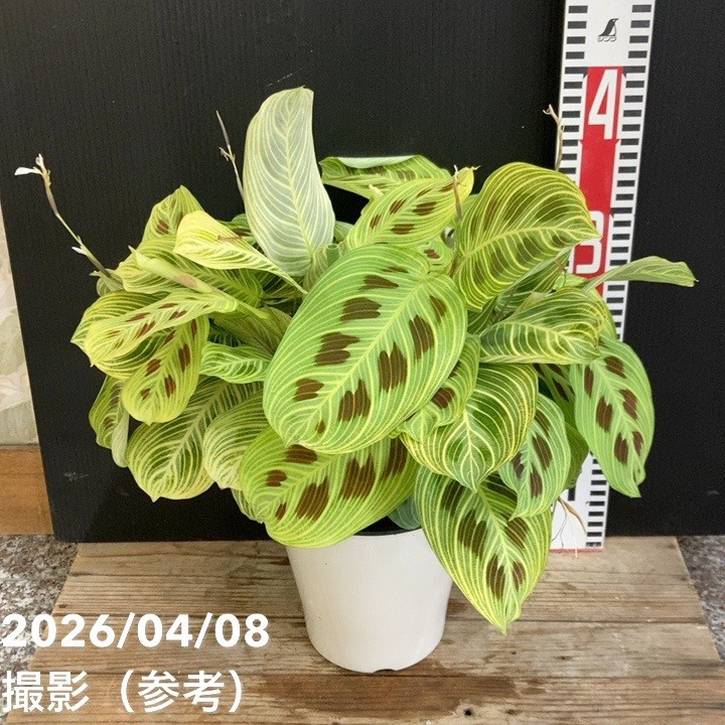 マランタ 5号｜観葉04-PA