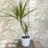 ドラセナ レモンライム 8号 ｜観葉04-PA | 観葉・多肉 | 赤塚植物園