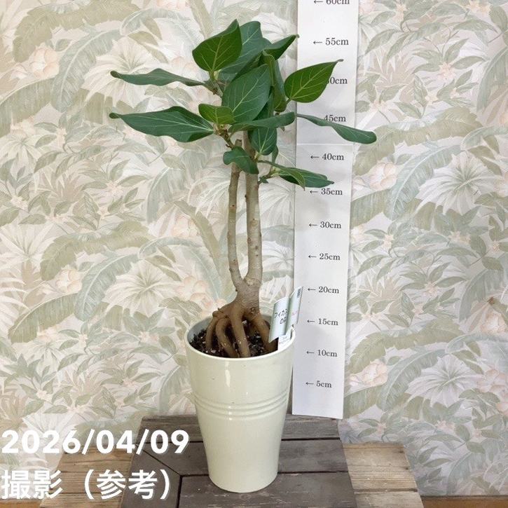 フィカス ベンガレンシス 5号｜観葉04-PA