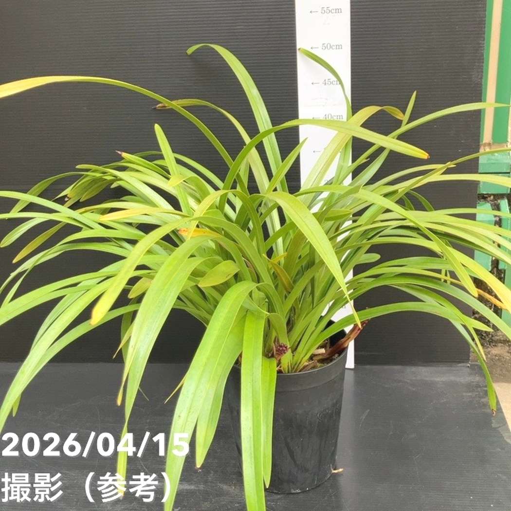 <花芽5個以上>キンリョウヘン 6号(品種不明)|ミツバチ蘭|洋蘭10-TU