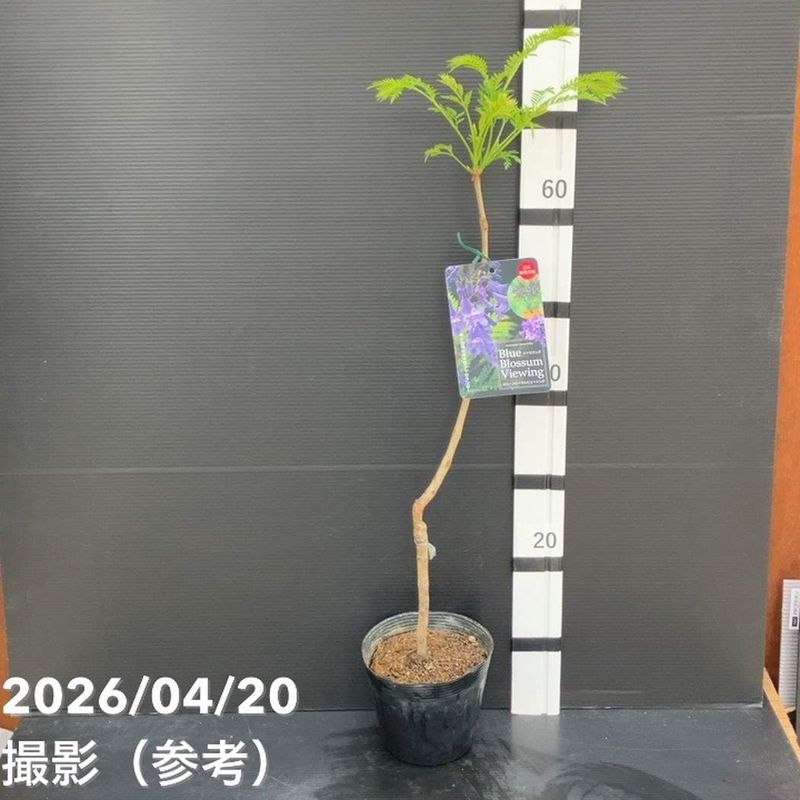 花木・庭木,[珍しい花木・庭木]の購入なら赤塚植物園オンライン 花の音