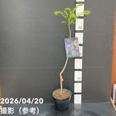 サボテン 小春日和 4号｜観葉10-TU | 観葉・多肉 | 赤塚植物園